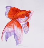 Ідеї на тему «Риба» (120) | риба, риби, малюнки